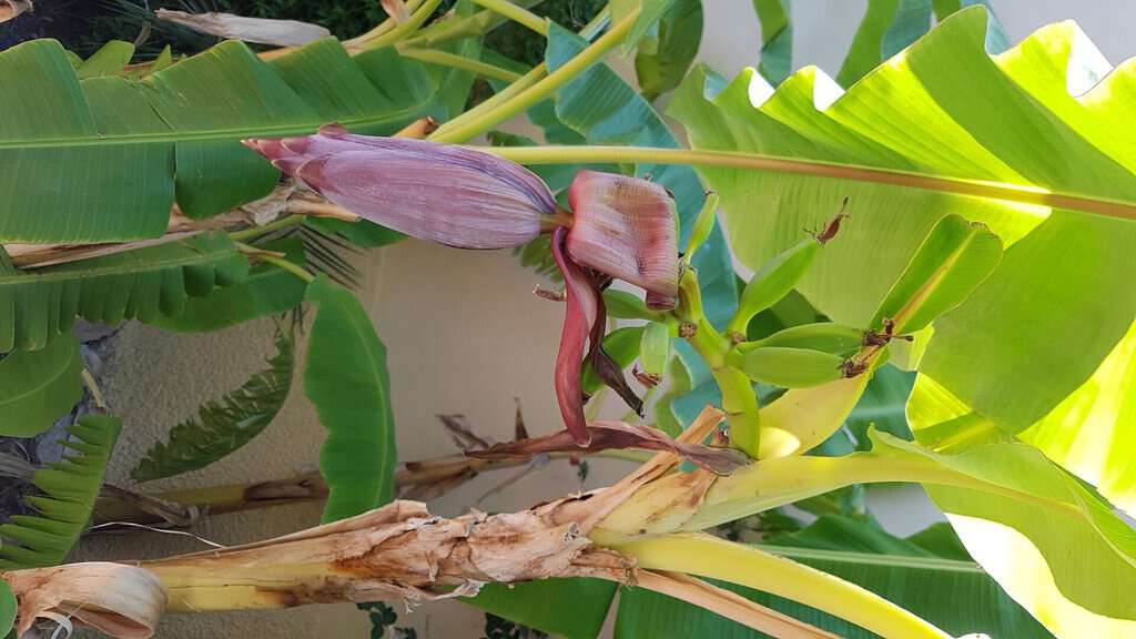 Musa basjoo 250-300 cm